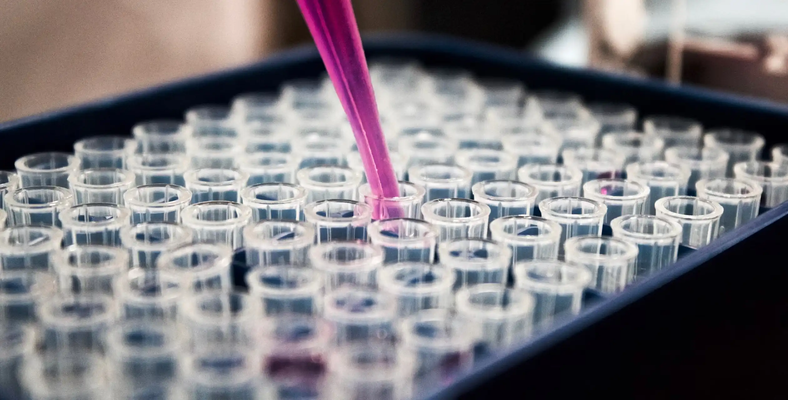 Laboratory pipette dispensing pink liquid into test tubes